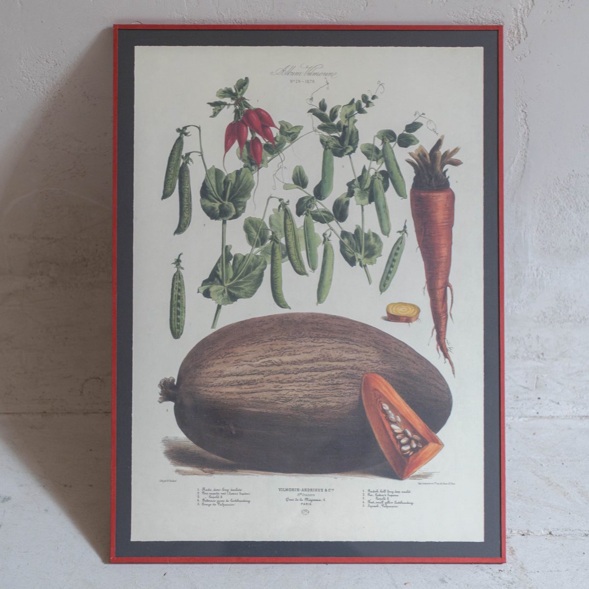 Lámina Vilmorin frutas y verduras - Imagen 2