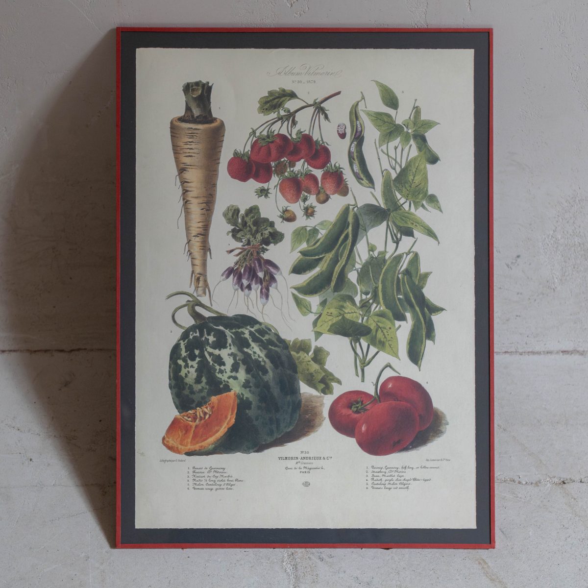 Lámina Vilmorin frutas y verduras - Imagen 3