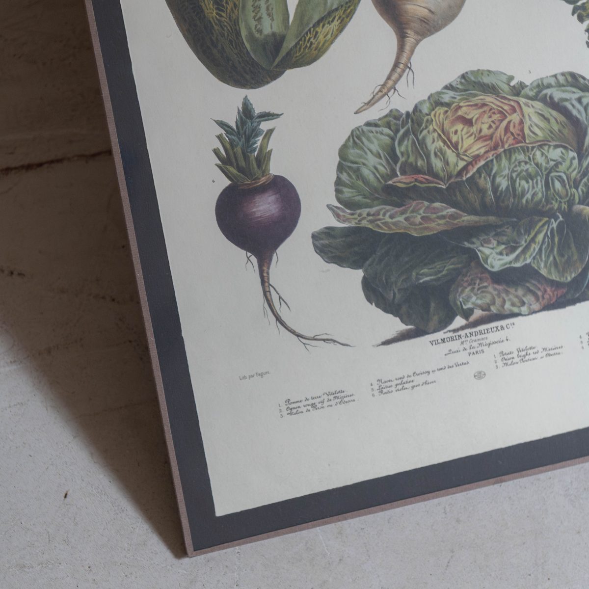 Lámina Vilmorin frutas y verduras - Imagen 8